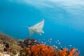 Large Manta Ray on a Coral reef Royalty Free Stock Photo