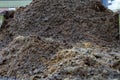 Large manure hump, from horse manure in the yard. Close-up of pile of manure in the countryside. Detail of heap of Royalty Free Stock Photo