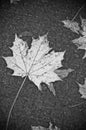 Large maple leaf on pavement Royalty Free Stock Photo