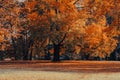 large maple with red leaves in autumn, a small bench in the park under a big maple tree Royalty Free Stock Photo