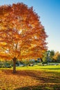 Maple tree with colorful autumn foliage at a park in New England Royalty Free Stock Photo