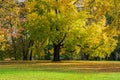 large maple with yellow leaves in autumn, a small bench in the park under a big maple tree Royalty Free Stock Photo