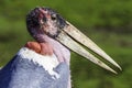 Large Marabou Stork Head Royalty Free Stock Photo