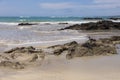 Large marine iguana and lava gull seen on rocks on a beautiful sandy beach