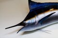 Front Of Large Marlin Model Fish Mounted On Wall Royalty Free Stock Photo