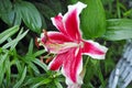 Large Maroon lily after the rain Royalty Free Stock Photo