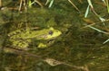 A Marsh Frog Pelophylax formerly Rana ridibunda sitting in a stream partly submerged in the water.