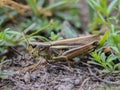 The large marsh grasshopper latin name: Stethophyma grossum
