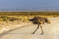 Large Masai ostrich bird walking across road