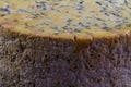 Large, massive truckle of stilton cheese, close up Royalty Free Stock Photo