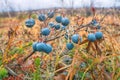 Large Mature blueberries in autumn in the tundra of Lapland Royalty Free Stock Photo