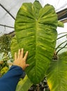 A large and mature leaf of Philodendron Jose Buono