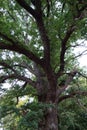 Large Mature Oaktree