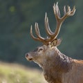 Large mature Red Deer stag