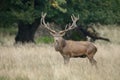 Large mature Red Deer stag Royalty Free Stock Photo