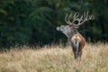 Large mature Red Deer stag Royalty Free Stock Photo