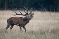 Large mature Red Deer stag Royalty Free Stock Photo