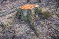 Freshly cut tree stump Royalty Free Stock Photo