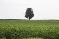 Large tree in the middle of a field Royalty Free Stock Photo