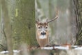 Whitetail buck in forest