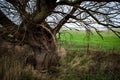 Large mature willow tree Royalty Free Stock Photo