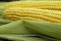 Large, mature, young corn on the wooden background