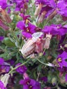 May Bug Cockchafer on flowers Royalty Free Stock Photo