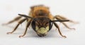 Large meadow mining bee Anderna labialis Royalty Free Stock Photo