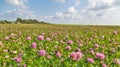 Large meadow of pink clover Royalty Free Stock Photo
