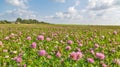 Large meadow of pink clover