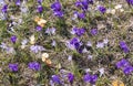 Large meadow of spring yellow and purple blooming crocuses at sunny spring day Royalty Free Stock Photo