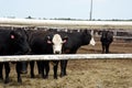 Cattle waiting in the stockyard 3