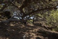 Mediterranean tree on a trail on the Costa Brava Royalty Free Stock Photo