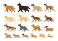 Various Dog Breeds Running Set Royalty Free Stock Photo