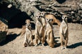 Large meercats family Royalty Free Stock Photo