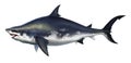 The large Megalodon shark is an ancient prehistoric predator.