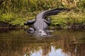 Large menacing American alligator Alligator mississippiensis Royalty Free Stock Photo