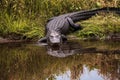 Large menacing American alligator Alligator mississippiensis Royalty Free Stock Photo