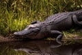 Large menacing American alligator Alligator mississippiensis Royalty Free Stock Photo