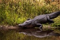 Large menacing American alligator Alligator mississippiensis Royalty Free Stock Photo