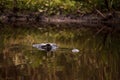 Large menacing American alligator Alligator mississippiensis Royalty Free Stock Photo