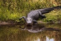 Large menacing American alligator Alligator mississippiensis