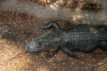 Large menacing American alligator Alligator mississippiensis Royalty Free Stock Photo