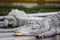 American alligator Alligator mississippiensis Royalty Free Stock Photo