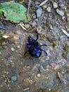 Large Metallic Beetle 1