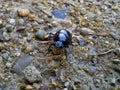 Large Metallic Beetle 3