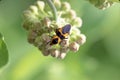 Large Milkweed Bug 38064