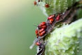 Large Milkweed Bug Nymphs Royalty Free Stock Photo