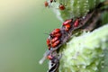 Large Milkweed Bug Nymphs