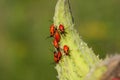 Large Milkweed Bug Nymphs Royalty Free Stock Photo